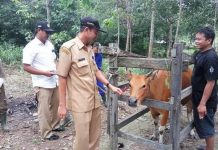 Sosialisasikan Penyembelihan Hewan Kurban Lewat Media Sosial