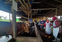 Biosecurity dan Penyemprotan Disinfektan Cegah PMK Hewan