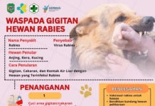 Waspada Gigitan Hewan Rabies